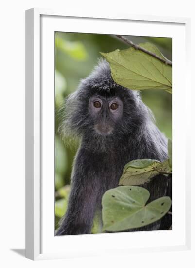 Adult Silvery Langur (Trachypithecus Cristatus) (Silvered Leaf Monkey), Malaysia-Michael Nolan-Framed Photographic Print