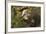 Adult South American Coati (Nasua Nasua), Iguazu Falls National Park, Misiones, Argentina-Michael Nolan-Framed Photographic Print