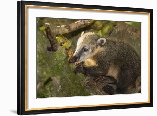 Adult South American Coati (Nasua Nasua), Iguazu Falls National Park, Misiones, Argentina-Michael Nolan-Framed Photographic Print