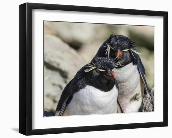 Adult southern rockhopper penguins (Eudyptes chrysocome) on New Island, Falkland Islands-Michael Nolan-Framed Photographic Print