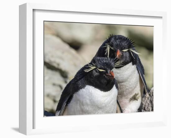 Adult southern rockhopper penguins (Eudyptes chrysocome) on New Island, Falkland Islands-Michael Nolan-Framed Photographic Print