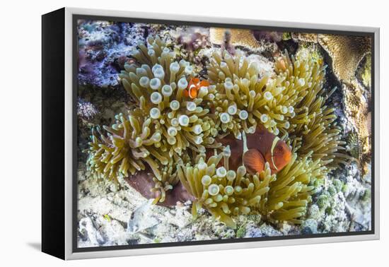 Adult spinecheek anemonefish , Sebayur Island, Komodo Nat'l Park, Flores Sea, Indonesia-Michael Nolan-Framed Premier Image Canvas