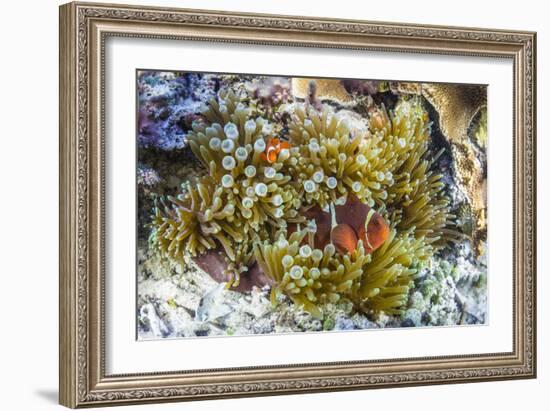 Adult spinecheek anemonefish , Sebayur Island, Komodo Nat'l Park, Flores Sea, Indonesia-Michael Nolan-Framed Photographic Print