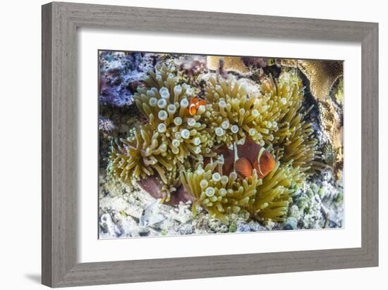 Adult spinecheek anemonefish , Sebayur Island, Komodo Nat'l Park, Flores Sea, Indonesia-Michael Nolan-Framed Photographic Print