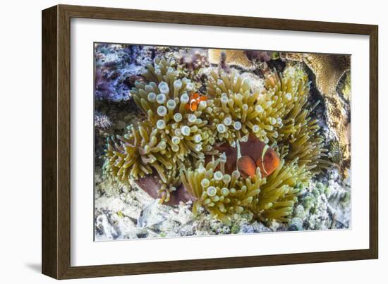 Adult spinecheek anemonefish , Sebayur Island, Komodo Nat'l Park, Flores Sea, Indonesia-Michael Nolan-Framed Photographic Print