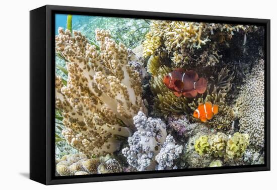 Adult spinecheek anemonefish , Sebayur Island, Komodo Nat'l Park, Flores Sea, Indonesia-Michael Nolan-Framed Premier Image Canvas