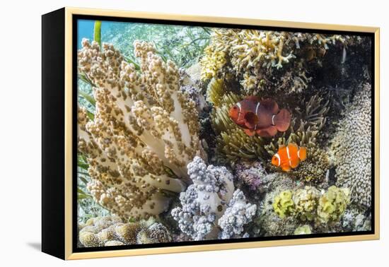 Adult spinecheek anemonefish , Sebayur Island, Komodo Nat'l Park, Flores Sea, Indonesia-Michael Nolan-Framed Premier Image Canvas