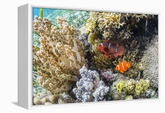 Adult spinecheek anemonefish , Sebayur Island, Komodo Nat'l Park, Flores Sea, Indonesia-Michael Nolan-Framed Premier Image Canvas