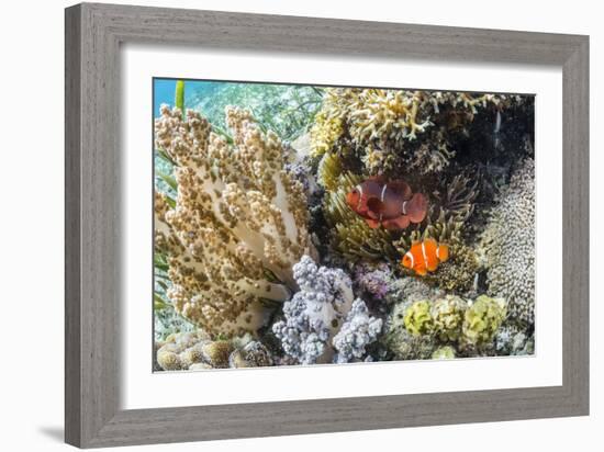 Adult spinecheek anemonefish , Sebayur Island, Komodo Nat'l Park, Flores Sea, Indonesia-Michael Nolan-Framed Photographic Print