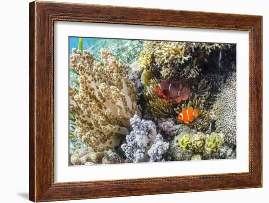 Adult spinecheek anemonefish , Sebayur Island, Komodo Nat'l Park, Flores Sea, Indonesia-Michael Nolan-Framed Photographic Print