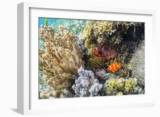 Adult spinecheek anemonefish , Sebayur Island, Komodo Nat'l Park, Flores Sea, Indonesia-Michael Nolan-Framed Photographic Print