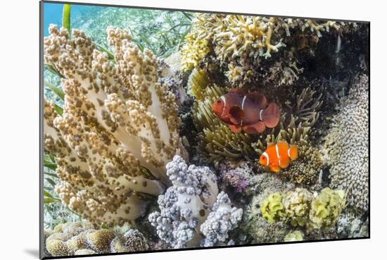 Adult spinecheek anemonefish , Sebayur Island, Komodo Nat'l Park, Flores Sea, Indonesia-Michael Nolan-Mounted Photographic Print