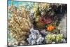 Adult spinecheek anemonefish , Sebayur Island, Komodo Nat'l Park, Flores Sea, Indonesia-Michael Nolan-Mounted Photographic Print