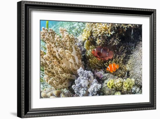 Adult spinecheek anemonefish , Sebayur Island, Komodo Nat'l Park, Flores Sea, Indonesia-Michael Nolan-Framed Photographic Print