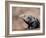 Adult spiny-tailed iguana (Ctenosaura conspicuosa), basking in the sun, Isla San Esteban-Michael Nolan-Framed Photographic Print