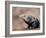 Adult spiny-tailed iguana (Ctenosaura conspicuosa), basking in the sun, Isla San Esteban-Michael Nolan-Framed Photographic Print