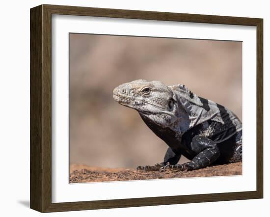Adult spiny-tailed iguana (Ctenosaura conspicuosa), basking in the sun, Isla San Esteban-Michael Nolan-Framed Photographic Print