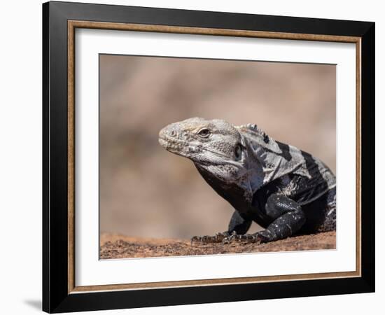 Adult spiny-tailed iguana (Ctenosaura conspicuosa), basking in the sun, Isla San Esteban-Michael Nolan-Framed Photographic Print