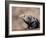 Adult spiny-tailed iguana (Ctenosaura conspicuosa), basking in the sun, Isla San Esteban-Michael Nolan-Framed Photographic Print