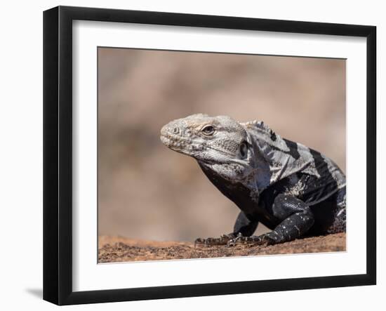 Adult spiny-tailed iguana (Ctenosaura conspicuosa), basking in the sun, Isla San Esteban-Michael Nolan-Framed Photographic Print