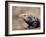 Adult spiny-tailed iguana (Ctenosaura conspicuosa), basking in the sun, Isla San Esteban-Michael Nolan-Framed Photographic Print