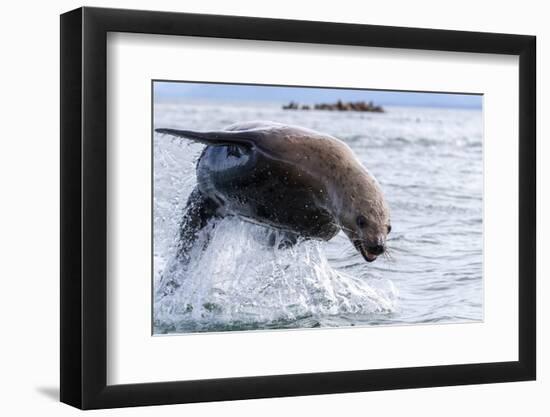 Adult Steller sea lion (Eumetopias jubatus), leaping, South Marble Islands-Michael Nolan-Framed Photographic Print