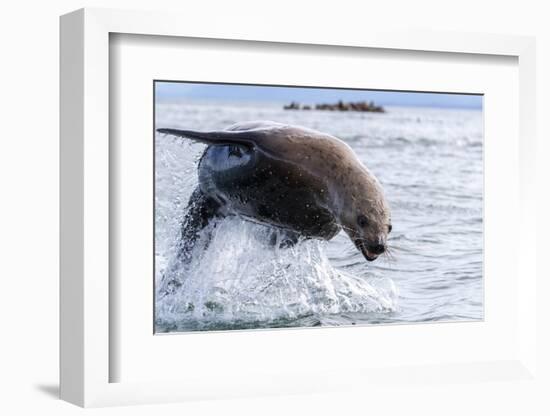 Adult Steller sea lion (Eumetopias jubatus), leaping, South Marble Islands-Michael Nolan-Framed Photographic Print