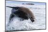 Adult Steller sea lion (Eumetopias jubatus), leaping, South Marble Islands-Michael Nolan-Mounted Photographic Print