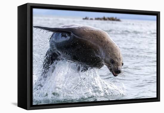 Adult Steller sea lion (Eumetopias jubatus), leaping, South Marble Islands-Michael Nolan-Framed Premier Image Canvas