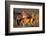 Adult Swift foxes caring for pup at den, Montana, USA-Gerrit Vyn-Framed Photographic Print