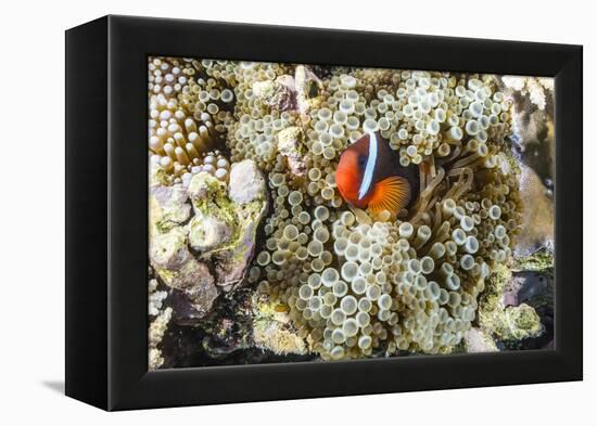 Adult tomato clownfish , Mengiatan Island, Komodo Nat'l Park, Flores Sea, Indonesia, Southeast Asia-Michael Nolan-Framed Premier Image Canvas