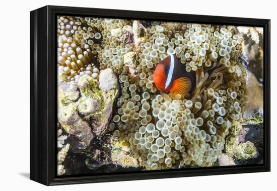 Adult tomato clownfish , Mengiatan Island, Komodo Nat'l Park, Flores Sea, Indonesia, Southeast Asia-Michael Nolan-Framed Premier Image Canvas