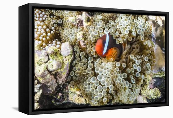 Adult tomato clownfish , Mengiatan Island, Komodo Nat'l Park, Flores Sea, Indonesia, Southeast Asia-Michael Nolan-Framed Premier Image Canvas