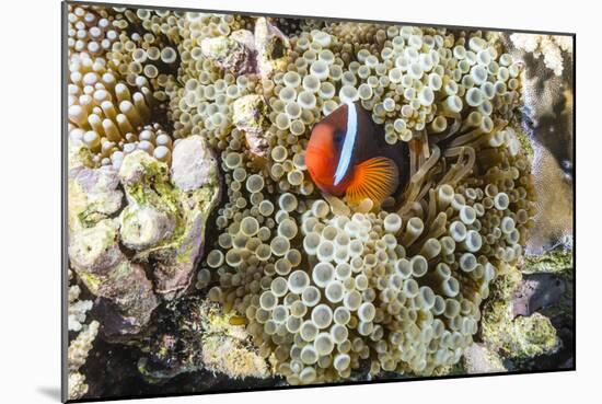 Adult tomato clownfish , Mengiatan Island, Komodo Nat'l Park, Flores Sea, Indonesia, Southeast Asia-Michael Nolan-Mounted Photographic Print