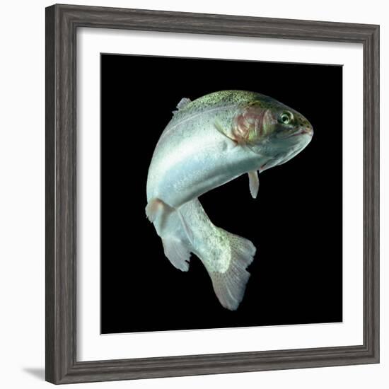 ADULT TROUT FISH ISOLATED ON BLACK-Ammit Jack-Framed Photographic Print