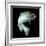 ADULT TROUT FISH ISOLATED ON BLACK-Ammit Jack-Framed Photographic Print