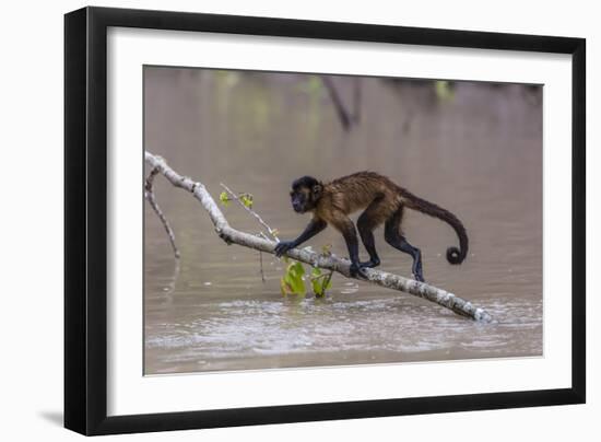 Adult tufted capuchin (Sapajus apella) crossing the water at San Miguel Ca�o, Loreto, Peru-Michael Nolan-Framed Photographic Print