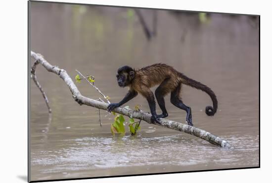 Adult tufted capuchin (Sapajus apella) crossing the water at San Miguel Ca�o, Loreto, Peru-Michael Nolan-Mounted Photographic Print