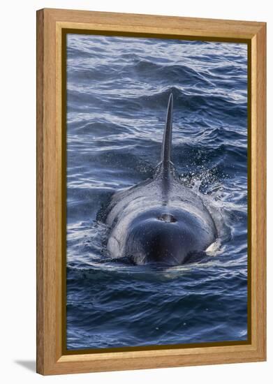 Adult Type a Killer Whale (Orcinus Orca) Surfacing in the Gerlache Strait, Antarctica-Michael Nolan-Framed Premier Image Canvas