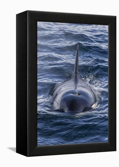 Adult Type a Killer Whale (Orcinus Orca) Surfacing in the Gerlache Strait, Antarctica-Michael Nolan-Framed Premier Image Canvas