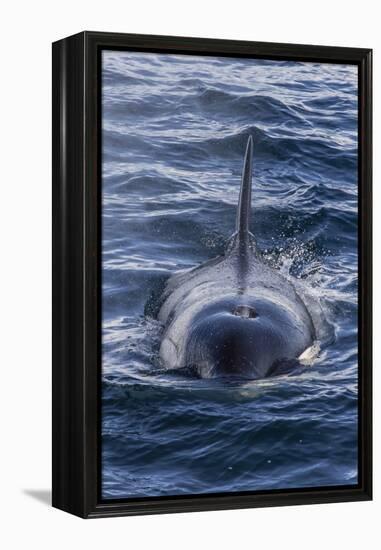 Adult Type a Killer Whale (Orcinus Orca) Surfacing in the Gerlache Strait, Antarctica-Michael Nolan-Framed Premier Image Canvas