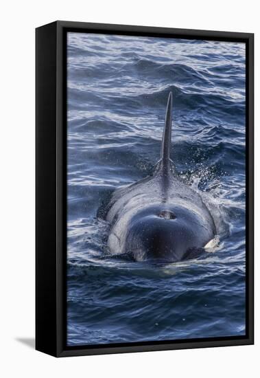 Adult Type a Killer Whale (Orcinus Orca) Surfacing in the Gerlache Strait, Antarctica-Michael Nolan-Framed Premier Image Canvas