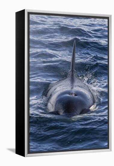 Adult Type a Killer Whale (Orcinus Orca) Surfacing in the Gerlache Strait, Antarctica-Michael Nolan-Framed Premier Image Canvas