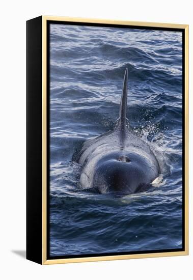 Adult Type a Killer Whale (Orcinus Orca) Surfacing in the Gerlache Strait, Antarctica-Michael Nolan-Framed Premier Image Canvas