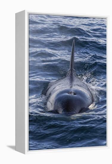 Adult Type a Killer Whale (Orcinus Orca) Surfacing in the Gerlache Strait, Antarctica-Michael Nolan-Framed Premier Image Canvas