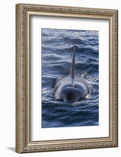 Adult Type a Killer Whale (Orcinus Orca) Surfacing in the Gerlache Strait, Antarctica-Michael Nolan-Framed Photographic Print