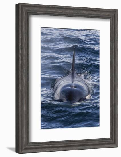 Adult Type a Killer Whale (Orcinus Orca) Surfacing in the Gerlache Strait, Antarctica-Michael Nolan-Framed Photographic Print