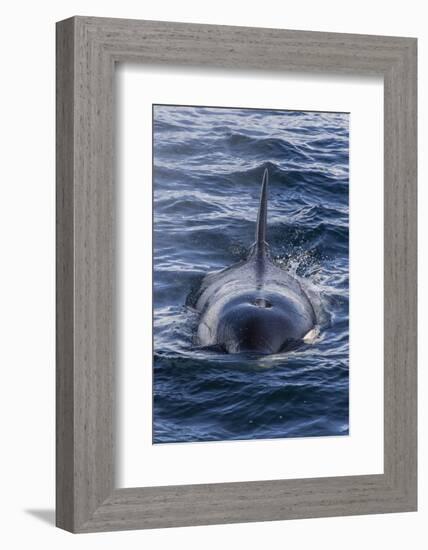 Adult Type a Killer Whale (Orcinus Orca) Surfacing in the Gerlache Strait, Antarctica-Michael Nolan-Framed Photographic Print