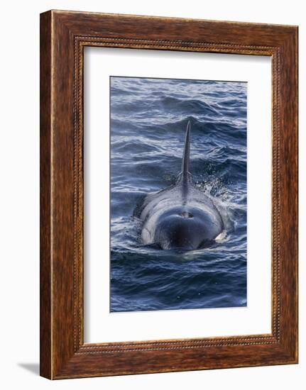 Adult Type a Killer Whale (Orcinus Orca) Surfacing in the Gerlache Strait, Antarctica-Michael Nolan-Framed Photographic Print