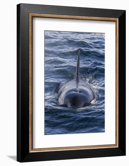 Adult Type a Killer Whale (Orcinus Orca) Surfacing in the Gerlache Strait, Antarctica-Michael Nolan-Framed Photographic Print